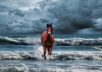 Hippodrome de chatelaillon plage